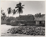 <span itemprop="name">"Coconut harvest near Acapulco." Coconuts laid out...</span>