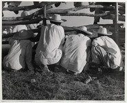 <span itemprop="name">Four men in white shirts and hats squatting down...</span>