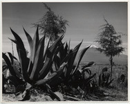 <span itemprop="name">Cacti and aloe with a snow-capped mountain in the...</span>