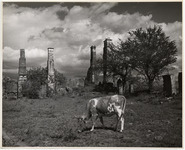 <span itemprop="name">"Ruins of a hacienda destroyed" with a cow in the...</span>