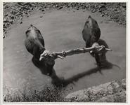 <span itemprop="name">Two ox attached to a wooden beam at the horns,...</span>