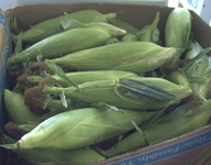 <span itemprop="name">University of Albany students harvested corn, like...</span>